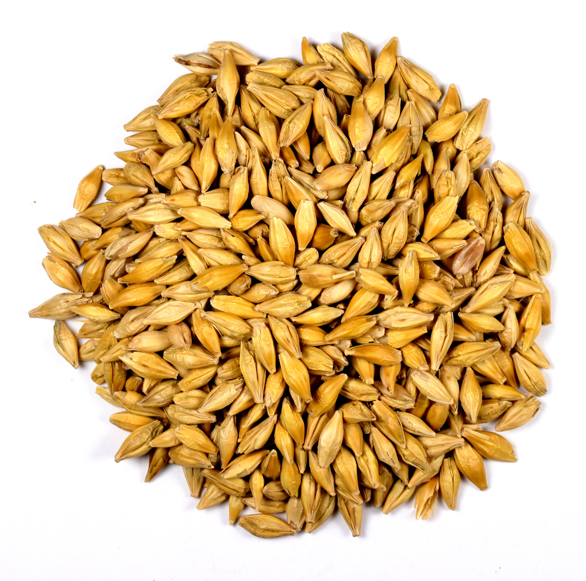 Barley