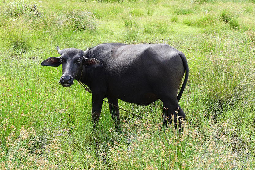 Buffalo ( भैंसी )