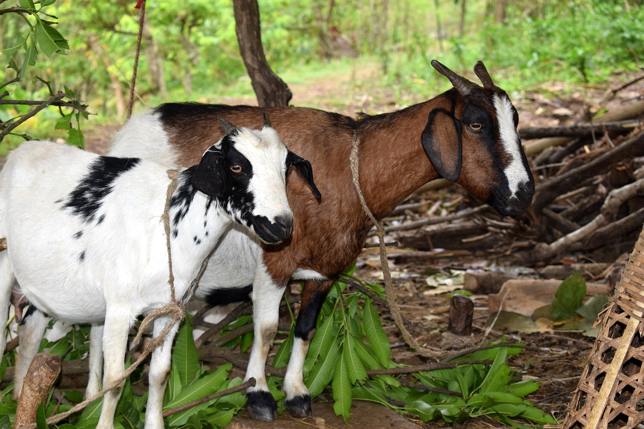 Goat ( खसी ) 1 unit