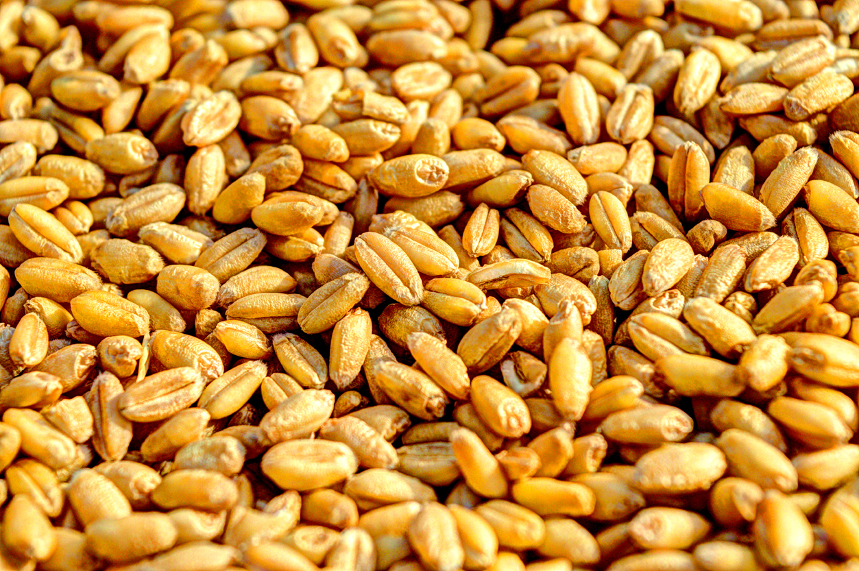 Wheat (गहुँ) 1 Kg
